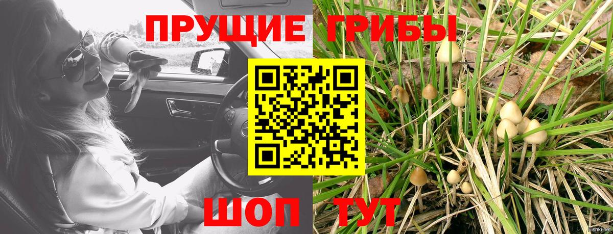 Псилоцибиновые грибы мицелий  Псилоцибиновые грибы Cubensis  Вход с VPN  Балтийск 